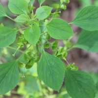 Acalypha indica L.